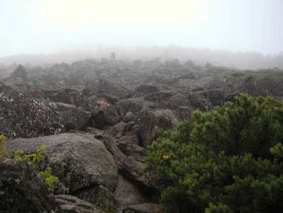 �Ҋ}�ւ̃S�[����